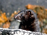 mink
