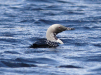 black throated diver