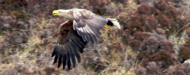 sea eagle