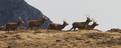 stags
