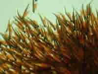 alevin