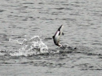 Grimersta grilse